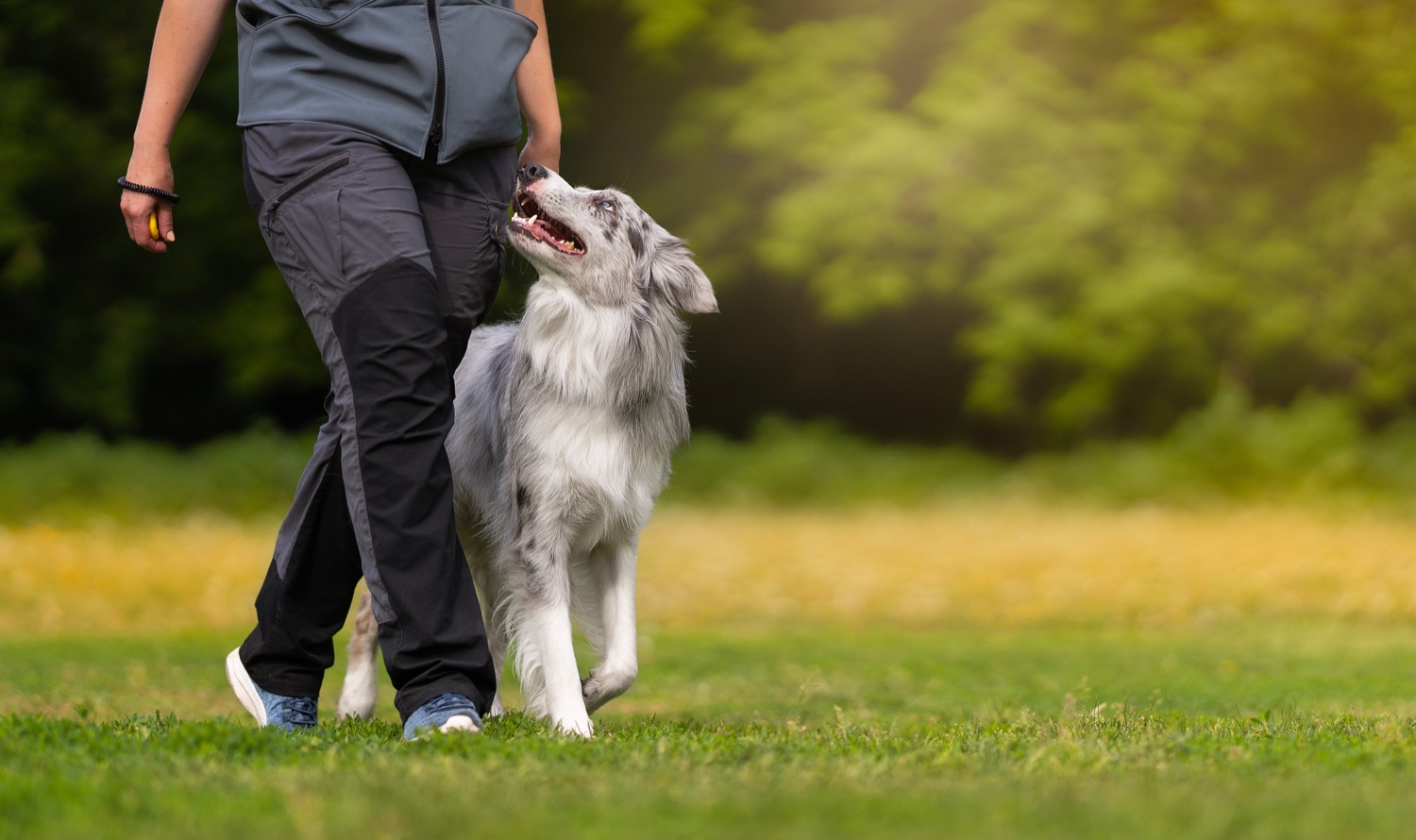 A dog trainer working with a dog