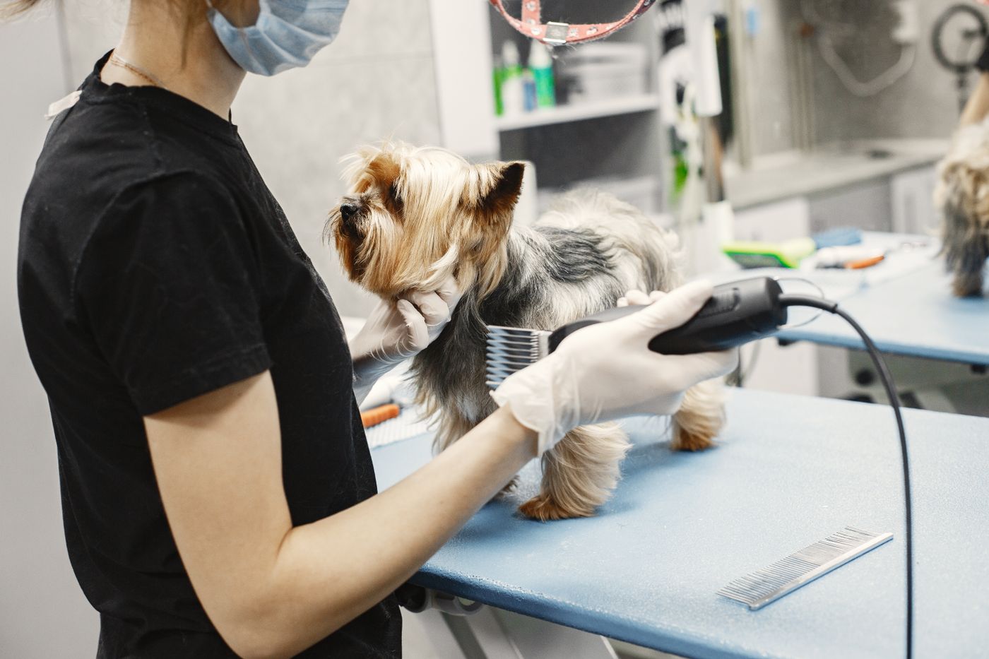 A professional dog groomer working with a small dog in a salon